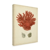 Antik Red Coral III 'vászon művészete Vision Studio