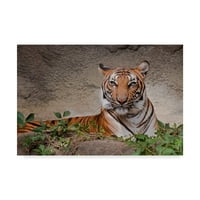 Védjegy képzőművészet 'maláj tigris' vászon művészet által Galloimages Online